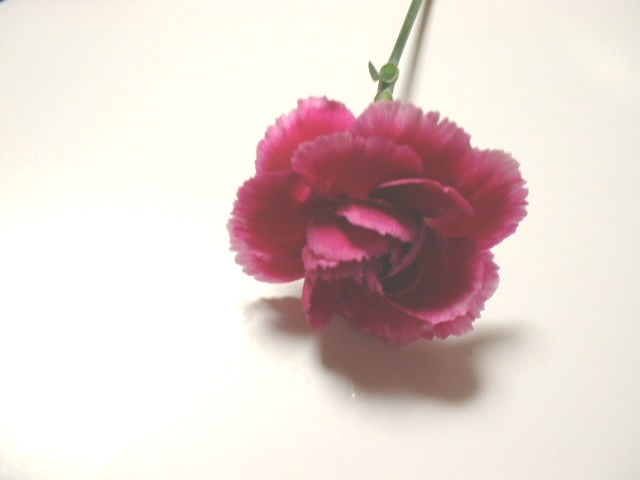 flower34