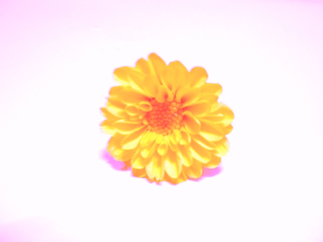 flower38