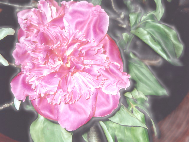 flower41