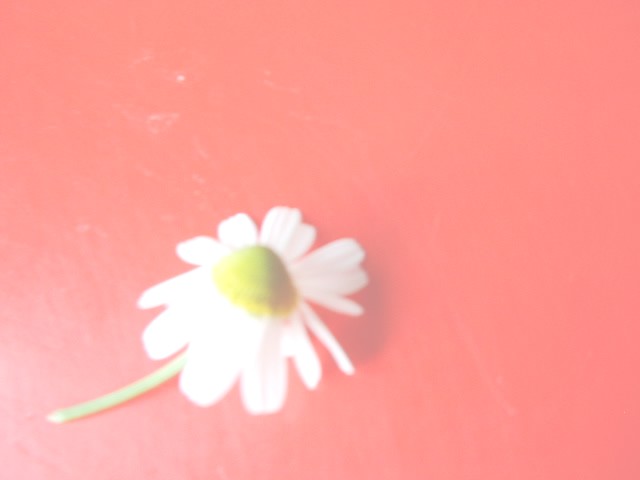 flower45