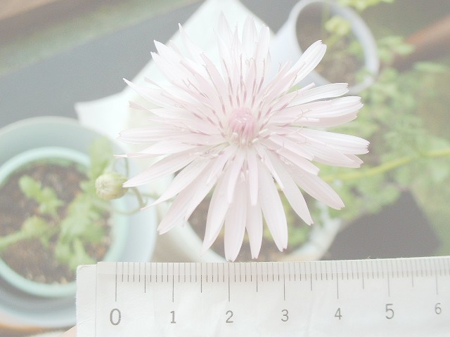 flower49